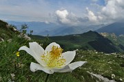 35 Pulsatilla alpina (pulsatilla alpina)  con vista sui Piani di Bobbio
